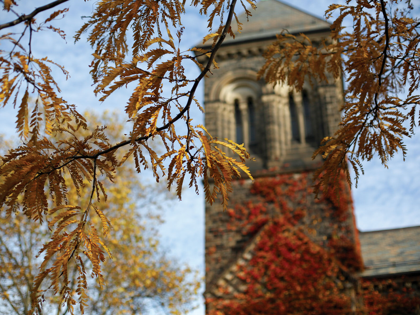 Photo of Fall leaves on U of T campus.