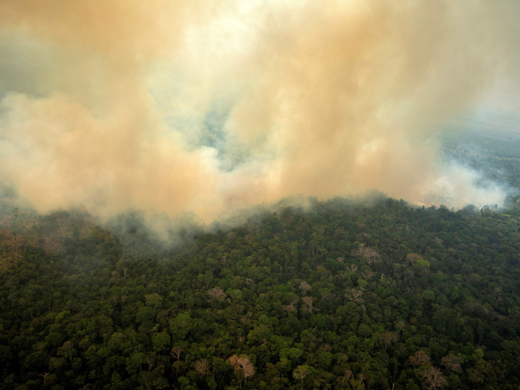 Photo of forest fire