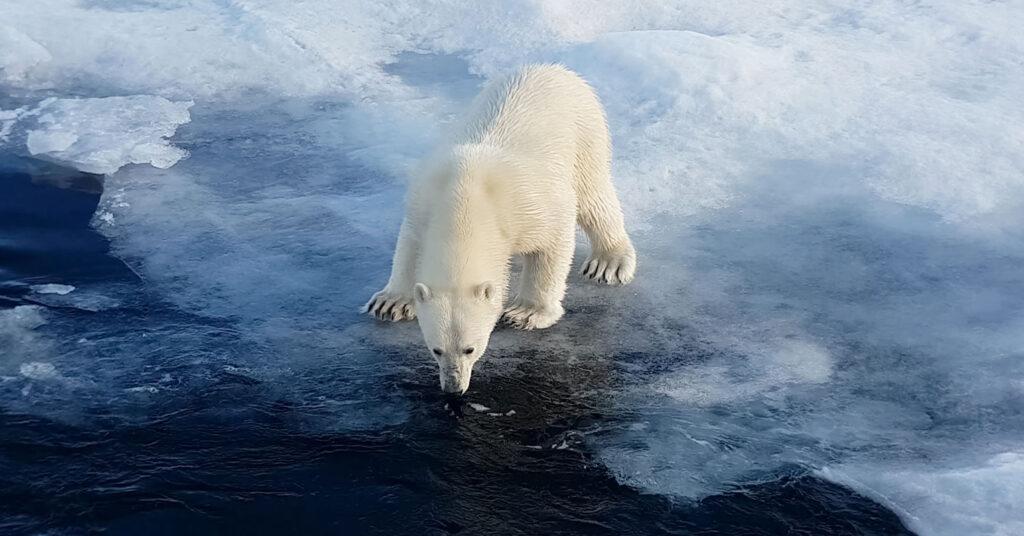 A polar bear on the edge of an ice cap.